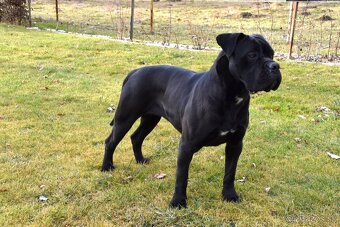 Cane Corso štěňátka s FCI PP - - 8