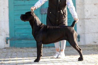 Cane Corso šteniatka s PP ( E’Nata Una Stella ) - 8