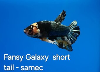 Betta splendens- Yellow Galaxy koi - 8