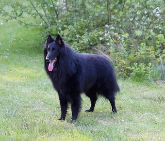 Belgický ovčiak groenendael FCI s PP po šampiónoch - 8