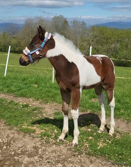 APH APHA PAINT HORSE ŽREBEC pripúšťanie - 8
