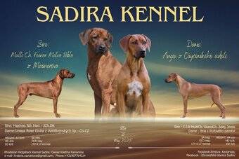 Rhodesian Ridgeback s preukazom pôvodu - 8