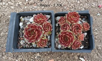 Skalné ruže (Sempervivum) - sadeničky - 8