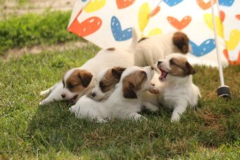 Jack Russell teriér s PP - 8