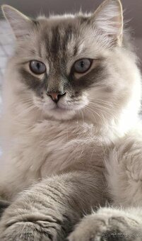 Ragdoll mačiatka blue lynx - 8