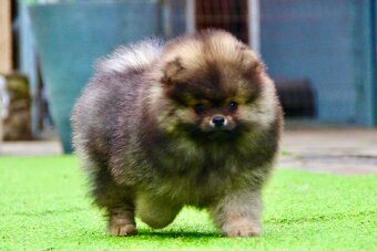Pomeranian s PP FCI - 8