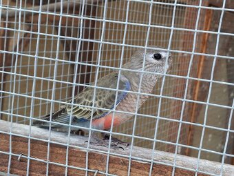 Neofema bourkova - 8