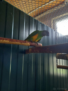 Predám Papagáj sivý - Žako, Papagáj senegalský - 8