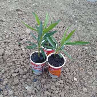 oleandre - mladé zakorenené rastlinky v kvetináčoch - 8