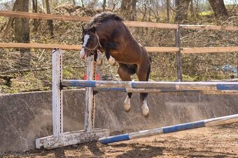 Welsh pony A - pára - 8