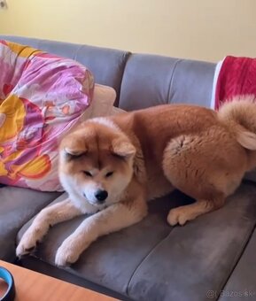 Akita inu s FCI rodokmeňom - plánovaný vrh - 8