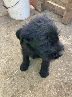 Bradáč veľký - šteniatka - 8