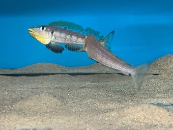 Africké cichlidy, rôzne druhy - 8