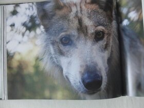 Wolf Haven Sanctuary and the Future of Wolves in N - 8