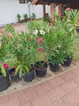 Oleander - 8