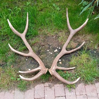 Trofeje a,parozie - 8