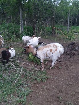 Minikozy darujem - 8