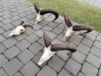 Trofeje muflonov - 8