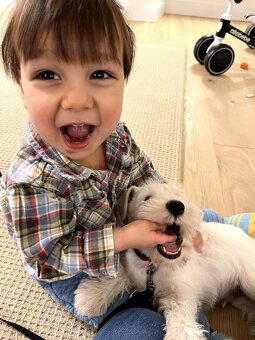 Bradáč malý biely - šteniatka s PP - sučky - 8