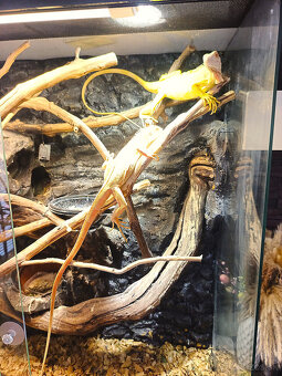 Pár leguán Albíno - 8