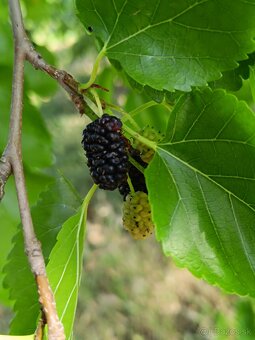 POZEMOK ĽUBÁ - 8