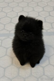 Pomeranian šteniatká - 8