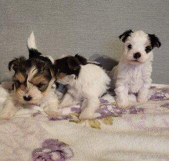 Yorkshire Biewer - 8