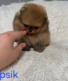 Pomeranian mini - 8