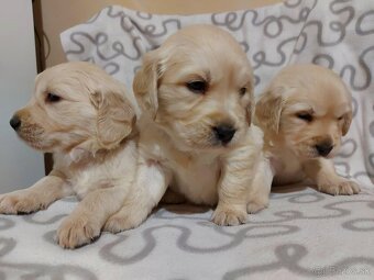 Predám Šteniatka Zlaty retriever-Golden retriever - 8