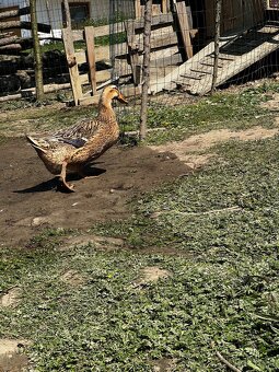 🦆 Predám kačky – ruanské 🦆 - 8