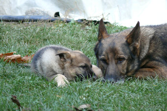 Nemecký ovčiak šteniatka - 8