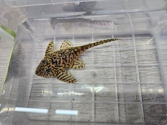 L 236 Super Yellow - chovné páry - 8