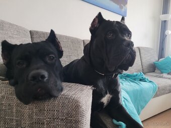Pes na krytie Cane Corso - 8