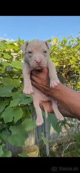 American bully xl - 8