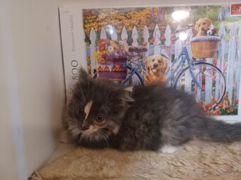 Ragdoll mačička - 8