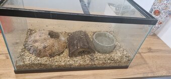 Užovky plus teraria na predaj - 8