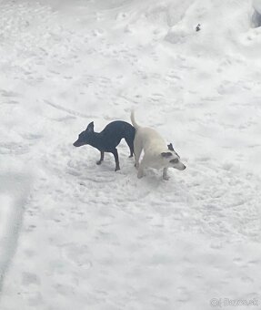Srnčí ratlík x jack russel - 8