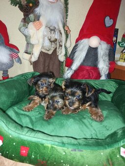 Jorkšírský teriér - 8