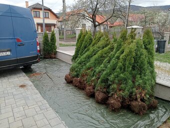 Tuja Smaragd, vavrínovec, červienka - Čadca a okolie - 8