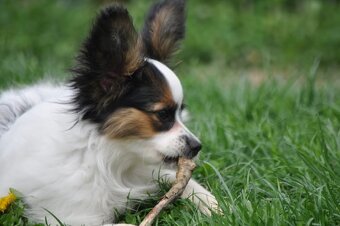 Papillon s rodokmeňom - 8