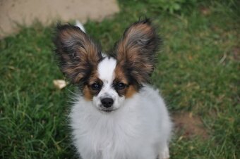 Papillon s rodokmeňom - 8