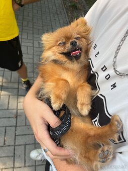 Pomeranian mini - 8