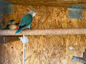 Andulky, korely, agapornis fischer - 8