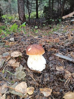 Predám sušené huby - 8