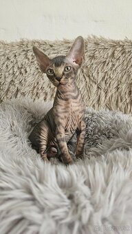 Donský sphynx mačiatka - 8