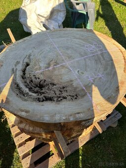 Vysušené dubové koláče / priečne rezy, dub - 8