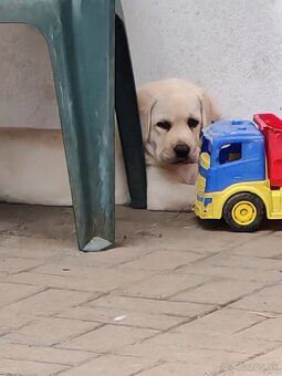 Labrador retriever -šteniatka s PP - 8