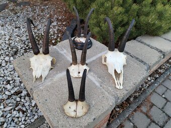 Trofeje kamzikov - 8