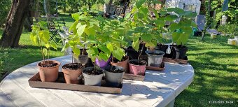 Katalpa nádherná (Catalpa speciosa) - 8