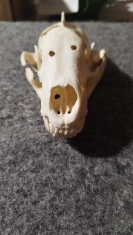 Predám lebku jazveca parožie, zhody, trofeje. - 8